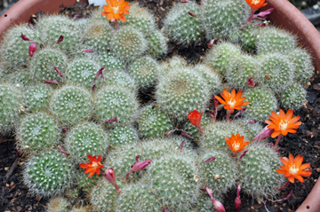 cacti at the International Peace Garden